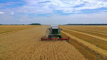 Modern combine harvester under blue sky. Harvesting machine collecting ripe wheat on a golden field in summertime. Front view. video