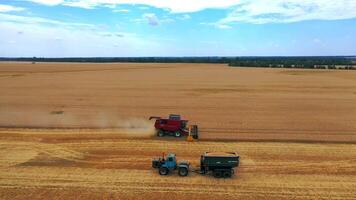 Agricultural machinery at seasonal works. Red combine harvester gathering ripe crop in the farmland in summer. Tractor with trailer full of grains moving on field. video