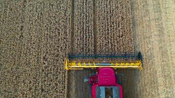 Cutting blades of modern combine machine. Pink and yellow combine harvester collecting ripe agricultural plants on the field. Top aerial view. video