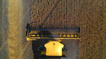 Harvester machine. Yellow combine collecting ripe harvest on field. Agricultural machinery working in farmland. View from above. video