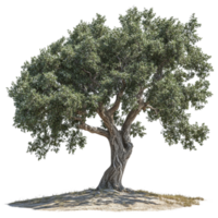 Solitary tree with lush foliage standing tall against transparent presentation, symbol of nature's endurance and resilience, its branching complexity png