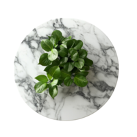 Elevated botanical composition featuring verdant foliage on a textured stone surface, isolated presentation png