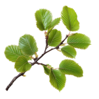 Delicate branch with vibrant green leaves against a stark, minimalist setting on clear background png