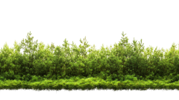 Lush Green Trees and Grassy Verge on Isolated Transparent Backdrop for Design png