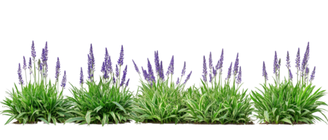 Ornamental speedwell Veronica plants with variegated leaves on an isolated transparent background png
