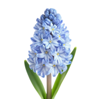 Captivating hyacinth bloom against a clean presentation, emphasizing detail and beauty, showcasing elegant floral design, enhanced with isolated aesthetic png