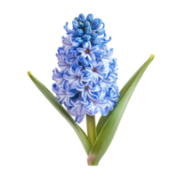 Isolated hyacinth bloom displaying intricate petal patterns with natural illumination and freshness png