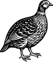 A vintage style illustration of partridge vector