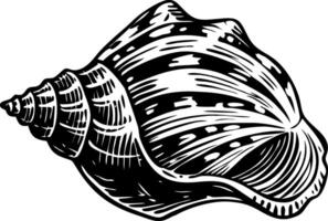 A vintage style illustration of a conch shell vector