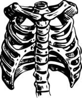 Rib bones structure illustration in vintage style vector