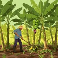 Person Working in Banana Plantation with Fruit Trees and Lush Foliage vector