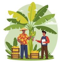 Banana Harvest Inspection at Plantation with Workers and Fruit Crates vector