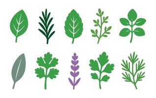 herbs and spices set of green leaves isolated on white background vector