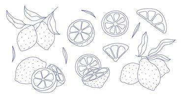 Lemon line icons set illustration. Hand drawn outline whole citrus with peel and natural fruit cut into different pieces and circle slices, twists of lemon zest and branch of blossom and leaves vector