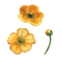 Yellow buttercup, buttercup buds with green stem, all objects are hand-drawn with watercolor. Set of watercolor illustrations. For printing on fabric, paper, for designing postcards, invitations vector