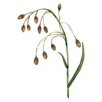 Meadow plant, grass with buds, stem and green leaves, all objects are hand painted with watercolor. Watercolor illustration. Suitable for printing on fabric, paper, for invitations, postcards vector
