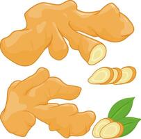 Fresh ginger roots. Set of sliced ginger root on white background. vector