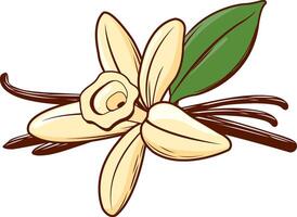 Vanilla flower with dried vanilla sticks. Natural aromatic flavor ingredient for food and sweets cooking. vector