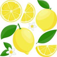 Set of whole, cut in half and sliced lemon fruits, lemon flowers and leaves on white background. vector