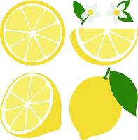 Yellow lemons on white background. Whole and sliced lemon fruit, lemon flowers and leaves. vector