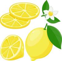 Lemon on white background. Whole and sliced lemon fruit, lemon flowers and leaves. vector