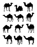 camel silhouettes image collection vector