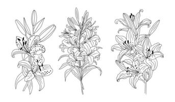 Set of Lily flowers line art illustration vector