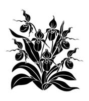 Ladys Slipper orchids flowers black art silhouette vector