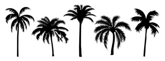 Set of different palm tree black silhouettes vector
