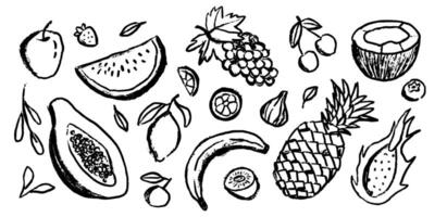 Set of tropical fruit in ink doodle style. Abstract healthy food sketches in minimalist ink chalk or charcoal style. vector