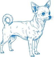 hand drawn minimalist illustration of a Chihuahua dog standing in profile view vintage style sketch vector