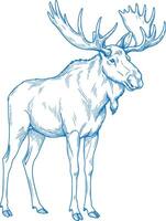 Simple minimal hand drawn side view moose illustration in clean monoline style ideal for modern wildlife graphic design vector