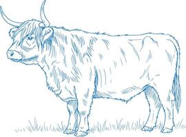 Simple Minimal Hand Drawn Highland Cow Side View vector