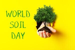 Hand holding a tree in front of a yellow background with World Soil Day photo