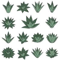 Set of green succulent plants collection illustration with different shapes and sizes vector
