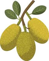 Jackfruit branch with green leaves detailed illustration in natural yellow color vector