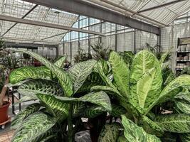 Greenhouse with many plants, including a large plant with a green leaf photo