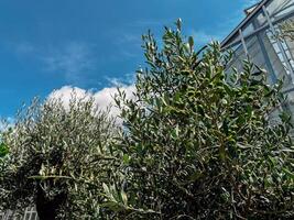 Tree with green leaves is in front of a building photo
