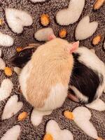 Two rats are laying on a blanket with hearts on it photo