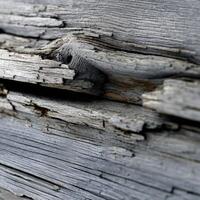 Textured rustic wood surface highlighting natural wear photo