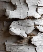 Rustic wood with crackling texture in natural light photo