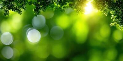 Sunlight filtering through lush greenery creates a vibrant atmosphere photo