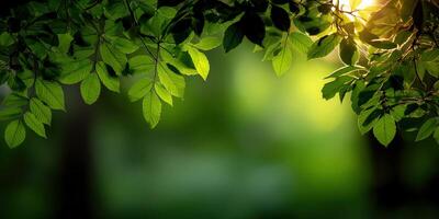 Sunlight filtering through lush green leaves in a tranquil forest photo
