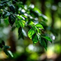 A close up of green leaves on a tree photo