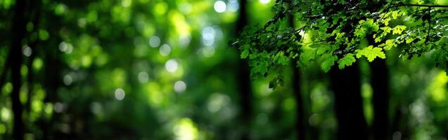 Sunlight filters through lush green leaves in a tranquil forest photo