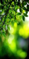 Lush green leaves sway gently in the dappled sunlight of spring photo
