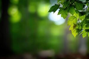 Lush green leaves bathed in soft sunlight create a tranquil atmosphere photo