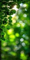 Green leaves and sunlight in a forest photo