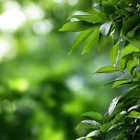 Lush greenery envelops the serene forest landscape on a sunny day photo
