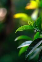 A close up of a green leaf on a tree photo
